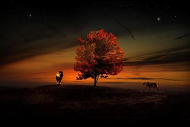 African Sunset Live Wallpapers Download African Sunset Live ...