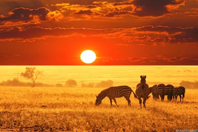 All Joy Of African Safari Wallpapers