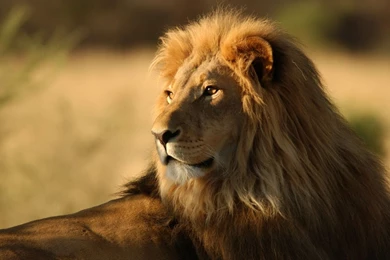 African lion pics free wallpaper.jpg