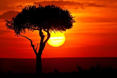 MY AFRICAN WALLPAPER   (