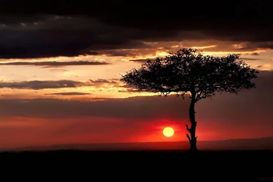Gallery For   African Savanna Sunset Wallpapers