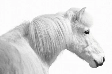 White Horse Photograph On White Backgrounds   Owen Brown2   2733013