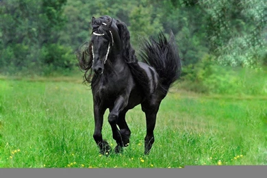 Black Horse Full HD Pics Wallpapers 2386   Amazing Wallpaperz