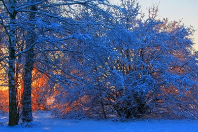 Orange sunrise behind blue forest in winter hd desktop wallpapers.jpg