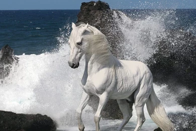 Horse HD Desktop Wallpapers   Dat Nature