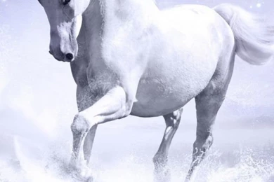 White Horse Mobile Wallpapers   Mobiles Wall