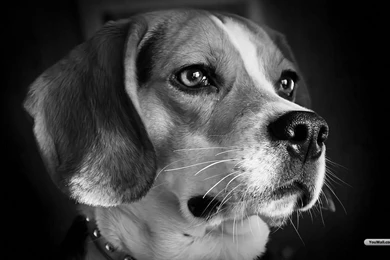 YouWall   Cute Dog Wallpapers   Wallpaper,wallpapers,free Wallpapers ...