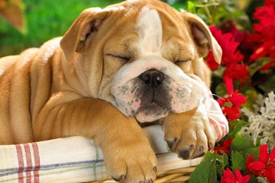 Dog Wallpapers Download