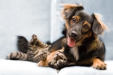 Cat And Dog Wallpapers