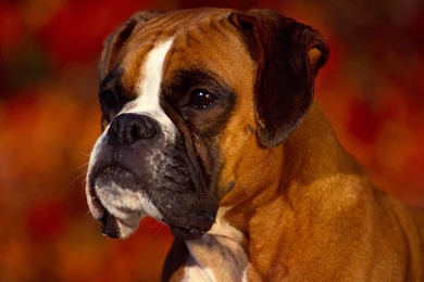 Boxer Dog Wallpapers