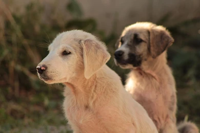 Hd Dog Images, Download Dog Wallpapers, Pets, Dog Claws, Dog Eye ...