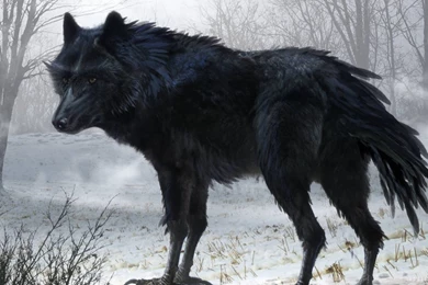 Black Wolf Wallpapers