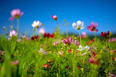 Spring Wallpapers For Desktop   Widescreen HD Wallpapers