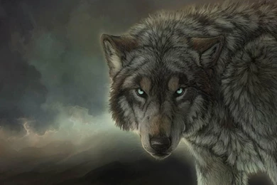 Wolf Wolves Wallpapers   (