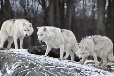 White Wolves Pack HD Desktop Wallpapers : Widescreen : High ...
