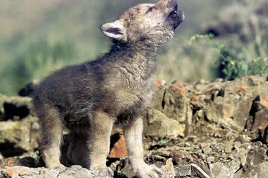 Baby Wolf Wallpapers