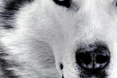 Lobo Faces Wolves Wallpapers