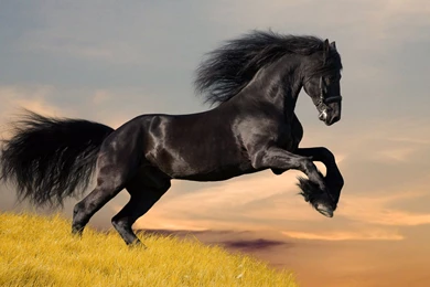 Download Black Horse Wallpapers 1331 1920x1200 Px High Resolution ...