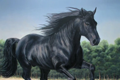 Black Horse Free HD Wallpapers 4810 Hd Wallpapers