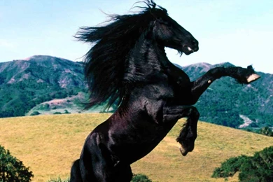 Black Horse Wallpapers