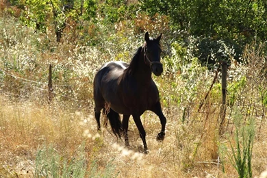 12 Black Horse Desktop Wallpapers Download Black Horse Wallpapers In ...