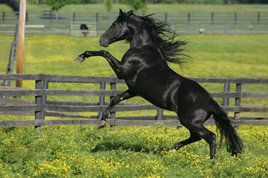 Black Horse Hd Wallpapers