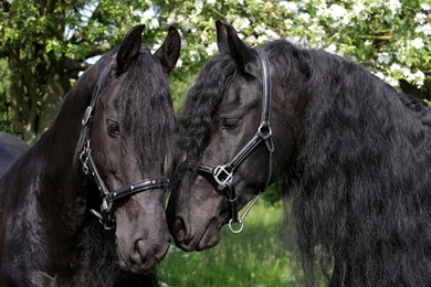 Black Horses Wallpapers   Animal Wallpapers