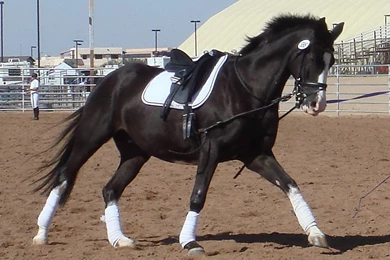 Download Black Horse Wallpapers