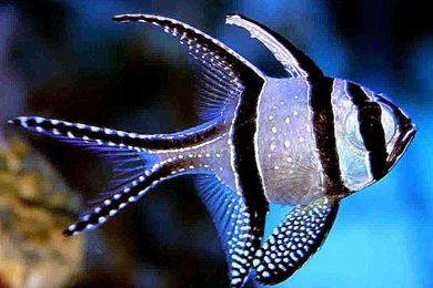 Banggai Cardinal Fish   HD Wallpaper Backgrounds Of Your Choice