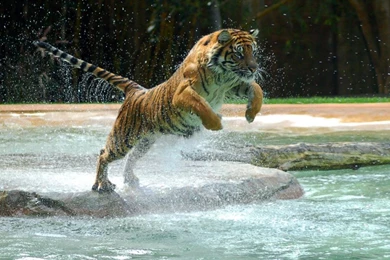 1024x768 Jump Hd Tiger Wallpapers Hd 1920x1200 Desktop Wallpaper 645