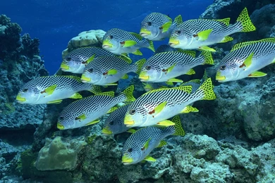 Beautiful Fish HD Wallpapers Free Download