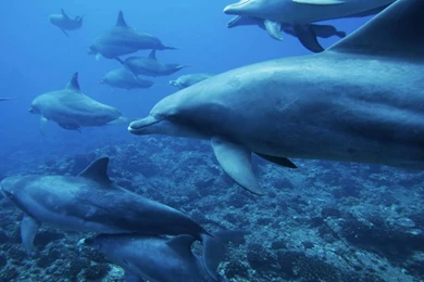 Underwater World Dolphins Desktop Wallpaper Backgrounds 1024x768 Hd ...