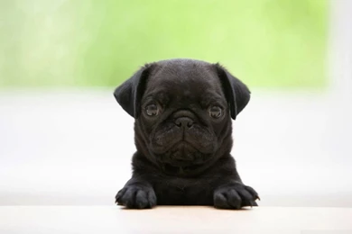 Black Pug Puppy HD Desktop Wallpapers : High Definition ...