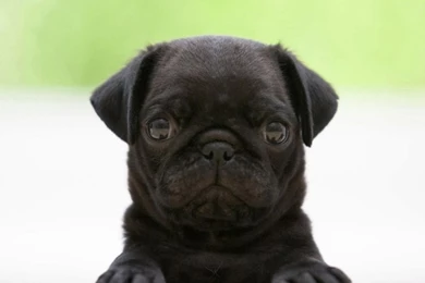 Black Pug Puppy HD Desktop Wallpapers : High Definition ...