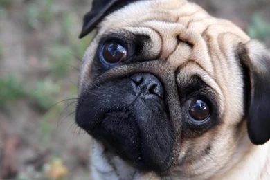 Pug Puppy Wallpapers