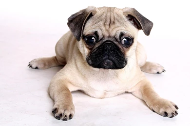 Pug Dog HD Wallpapers