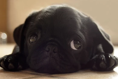 Gallery For   Black Pug Wallpapers