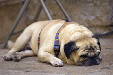 Full HD 1080p Pug Wallpapers HD, Desktop Backgrounds 1920x1080