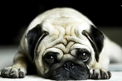 Pug Wallpapers   Animal Wallpapers