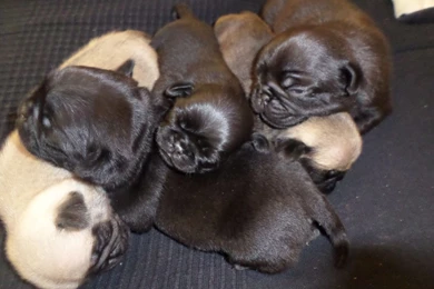 Pictures Of Pug Puppies For Sale   Wallpapers HD Wide