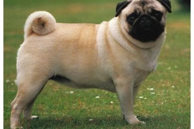 Pug Puppies Wallpapers Hd 12 Backgrounds   Hivewallpaper.com