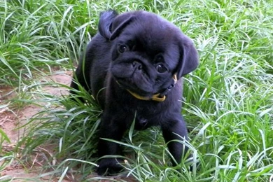 Pug Wallpaper, Screensaver, Backgrounds Cute Black Pug Puppy