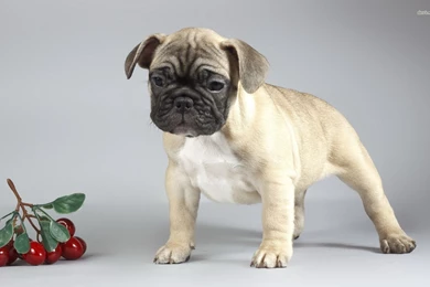Pug Puppy Wallpapers   Animal Wallpapers