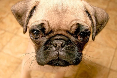 Pug Puppies Wallpapers Hd 8 Free Hd Wallpapers   Hivewallpaper.com