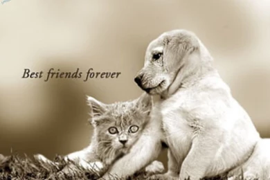 Best Friends Forever Backgrounds