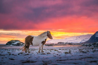 Horse In Iceland Wallpapers And Images   Wallpapers, Pictures, Photos