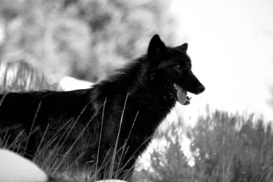 Black Wolf Wallpapers HD