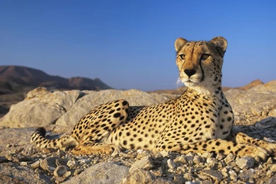 Cheetah – HD Wallpaper, Wallpapers Pics   The Best Wallpapers