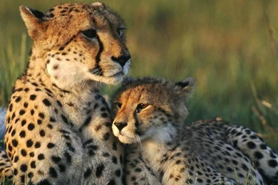 Cheetah Wallpapers 28 – HD Wallpaper, Wallpapers Pics   The Best ...