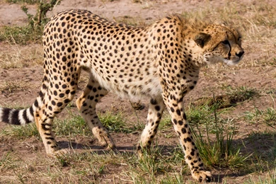 Cheetah Wallpapers :: HD Wallpapers